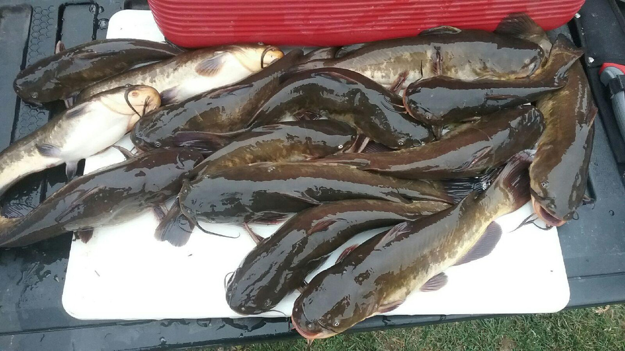 11bullhead