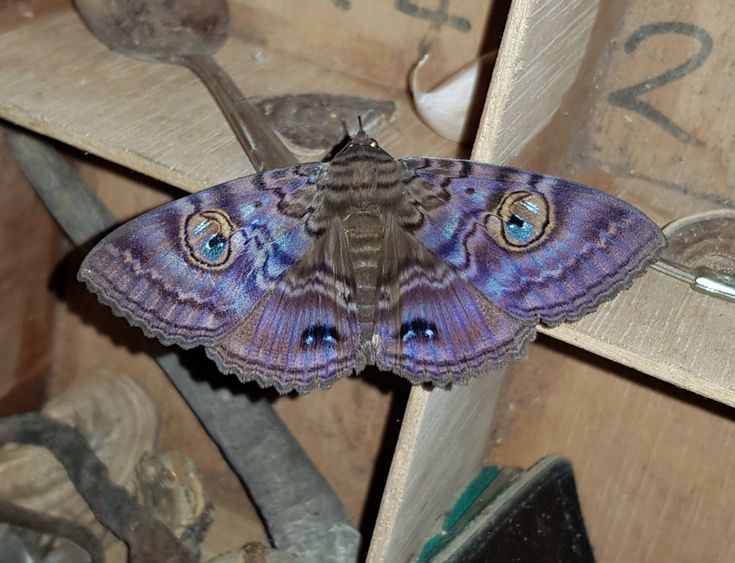 Butterfly-5bd391314af5070a3265287942777ded-a93c54cd-1280.jpg