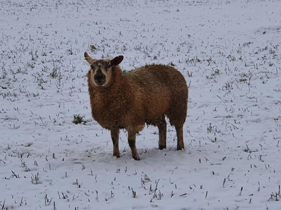 winter-sheep.jpg