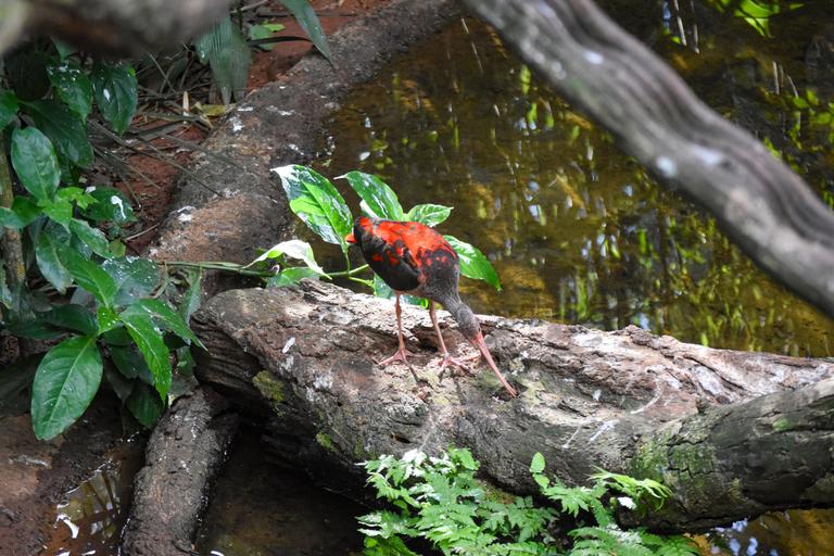 В джазе только девушки или аргентинско-бразильский калейдоскоп В джазе только девушки или аргентинско-бразильский калейдоскоп