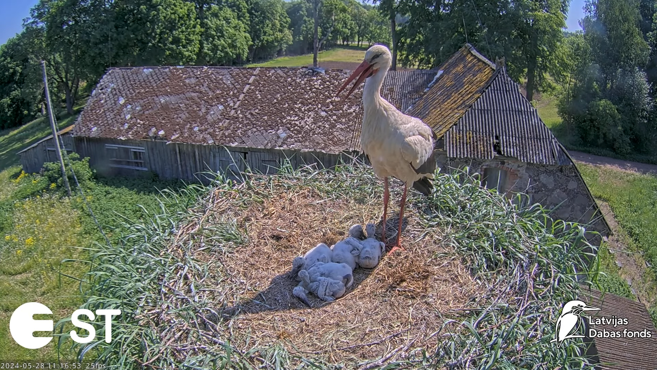 Baltie stārķi (Ciconia ciconia) Tukuma novadā - LDF tiešraide __ White storks in Tukums, Latvia 15-1