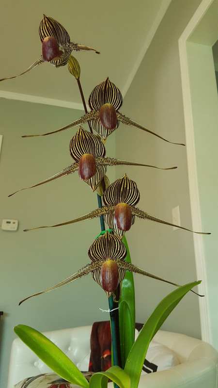 roth MM 2016 full bloom - Copy