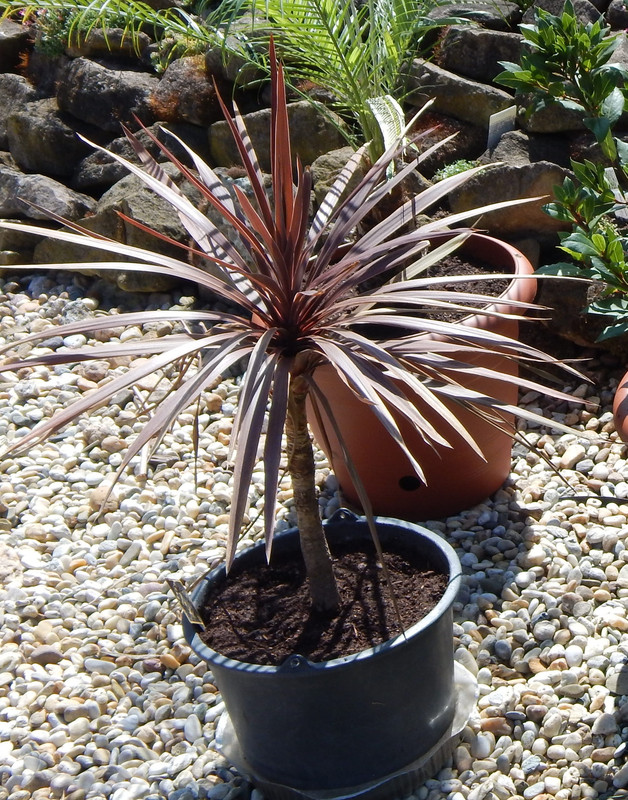 Cordyline australis - dračinka australská