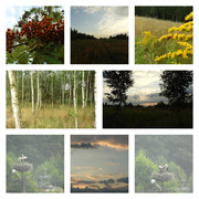 iscciagleiscwstronebociankow