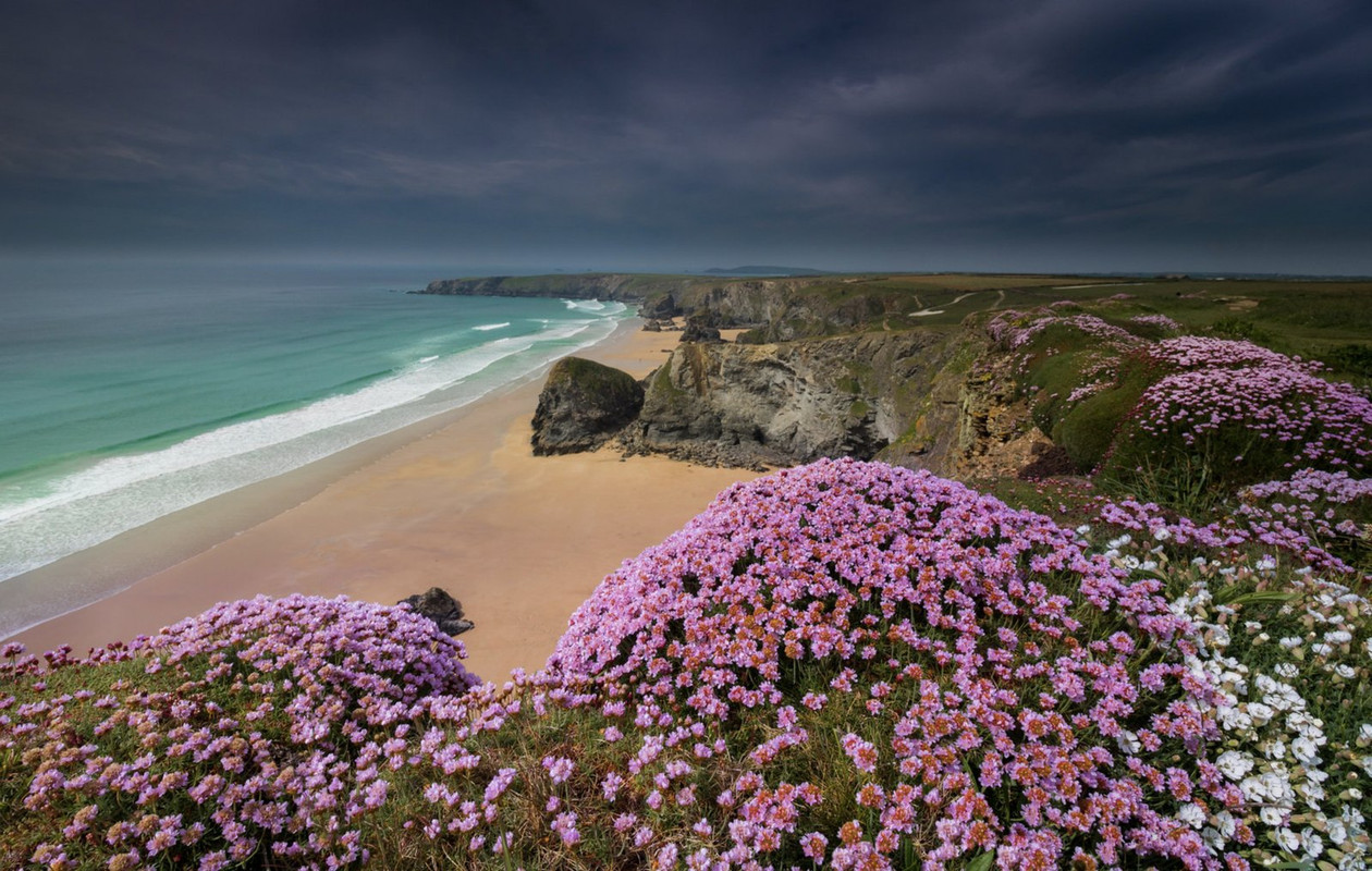 pink-flowers-beach.jpg