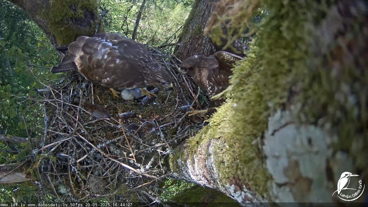 Melnās klijas (Milvus migrans) Kurzemē_ peļu klijāni (Buteo buteo) 14-32-42 screenshot