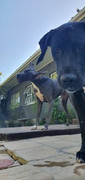 Blu-Murray