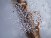 DSC01085-crop