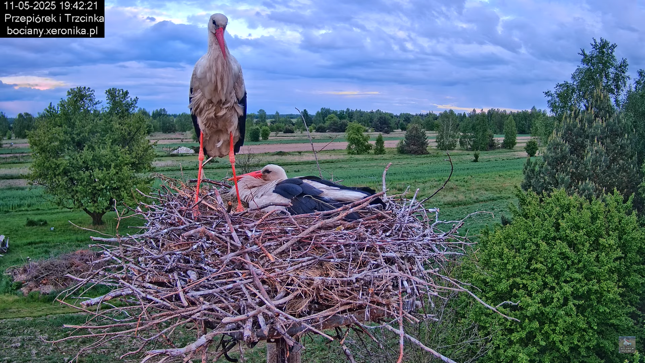 11052025bociany35