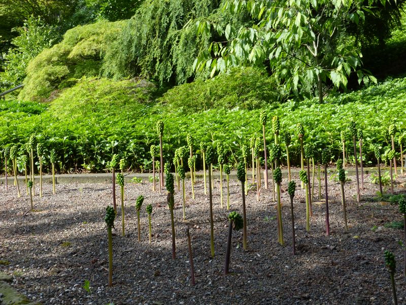 2014-07-13 Arboretum Härle 44