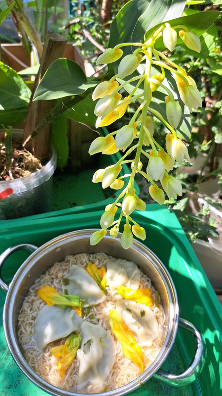 LMT ORCHIDEE dendrobium thyrsiflorum pompoem25080A