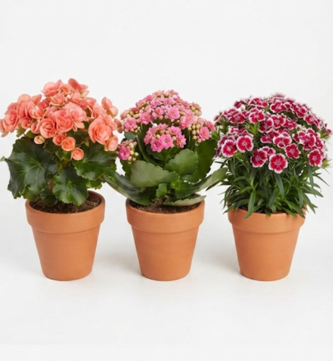 Lot de 3 godets