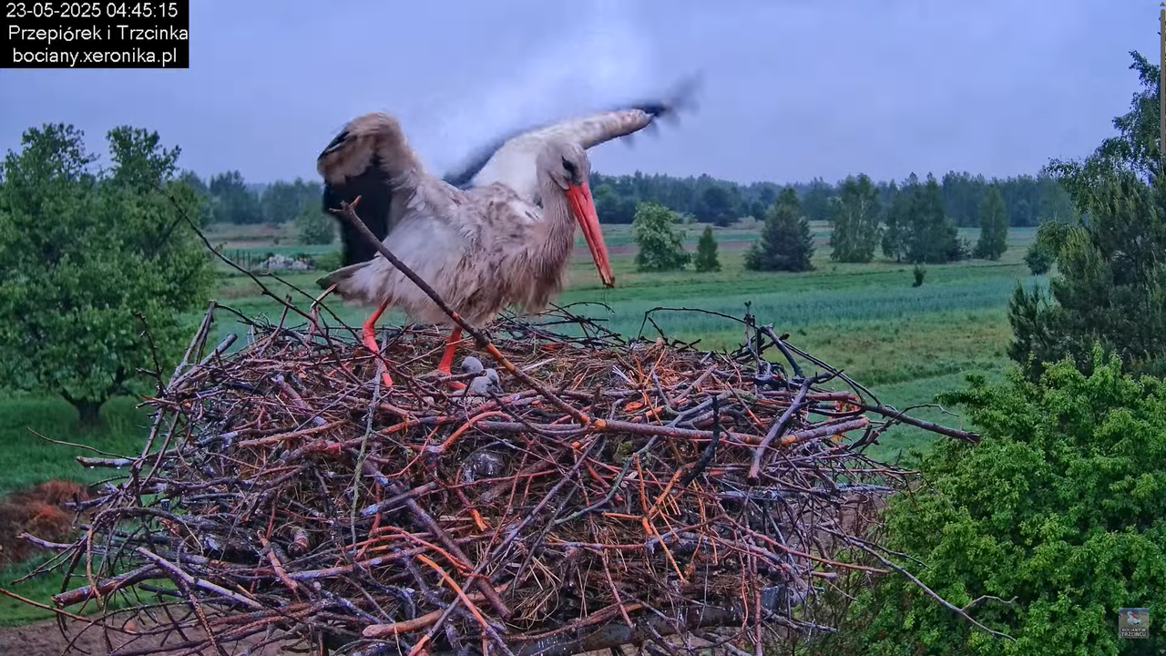 23052025bociany4
