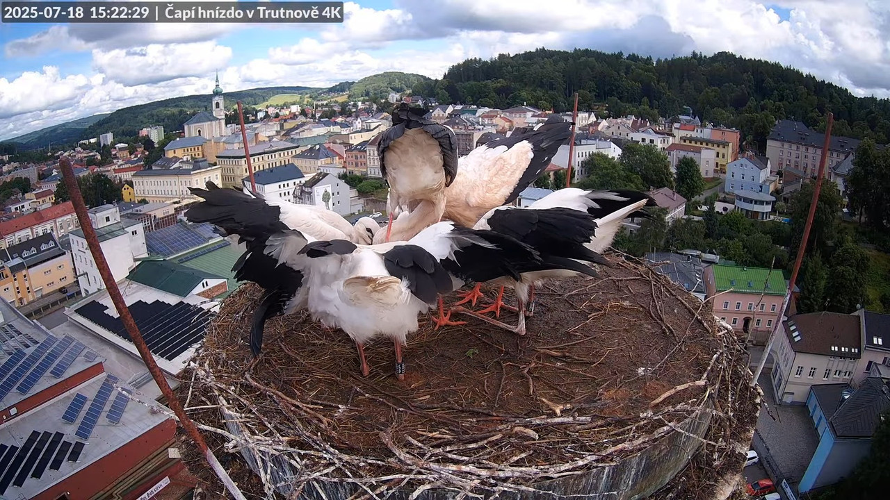 Tiešraide no stārķa ligzdas uz alus darītavas skursteņa Trutnovā 17-15-45 screenshot