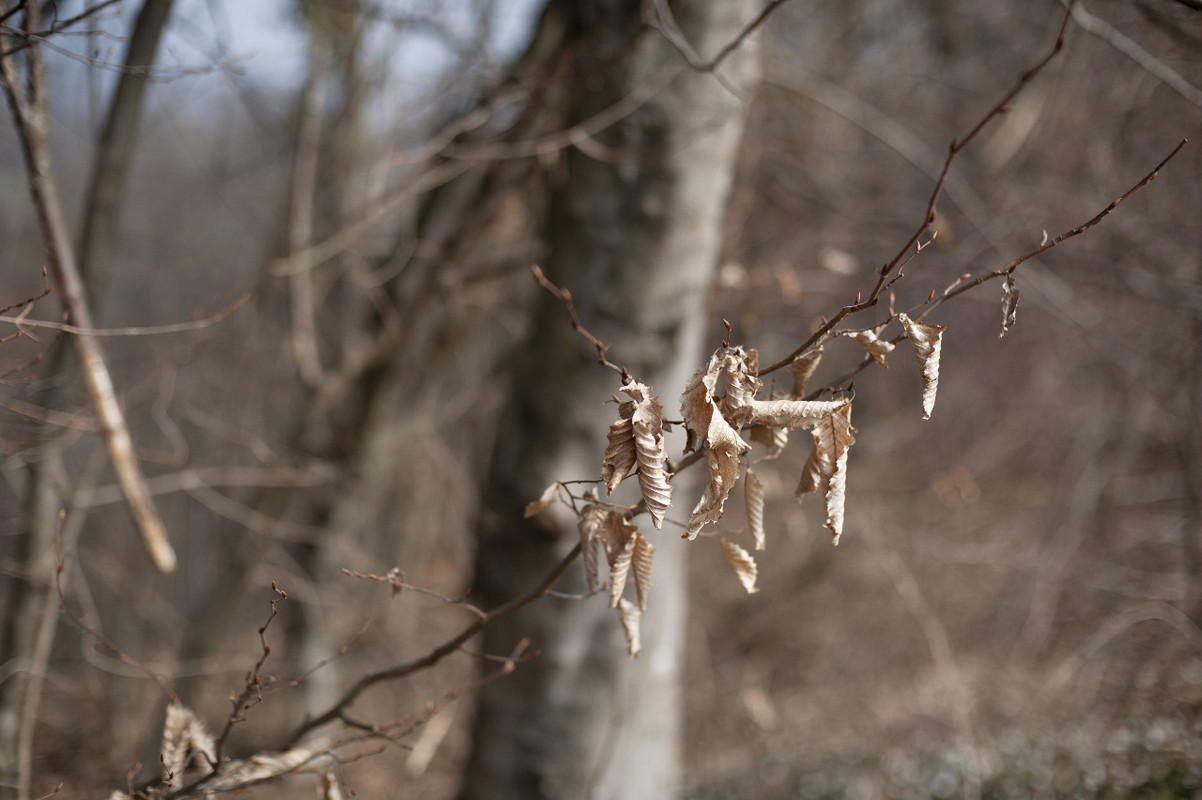 Nikon D700_15mar2022_27 (1280x852)