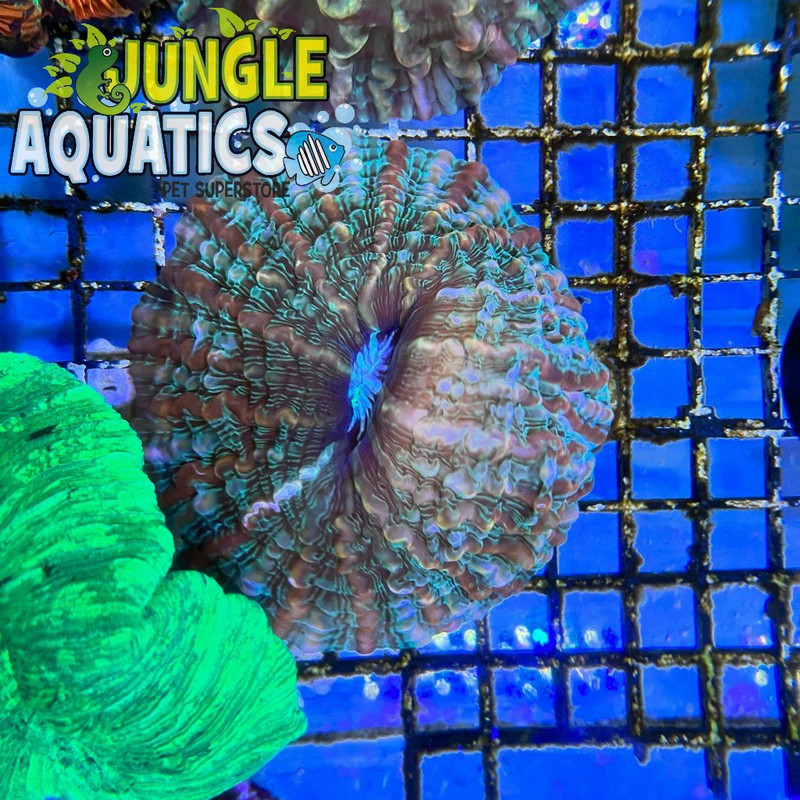 Coral Image
