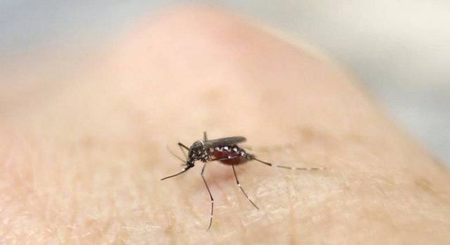 zika.jpg