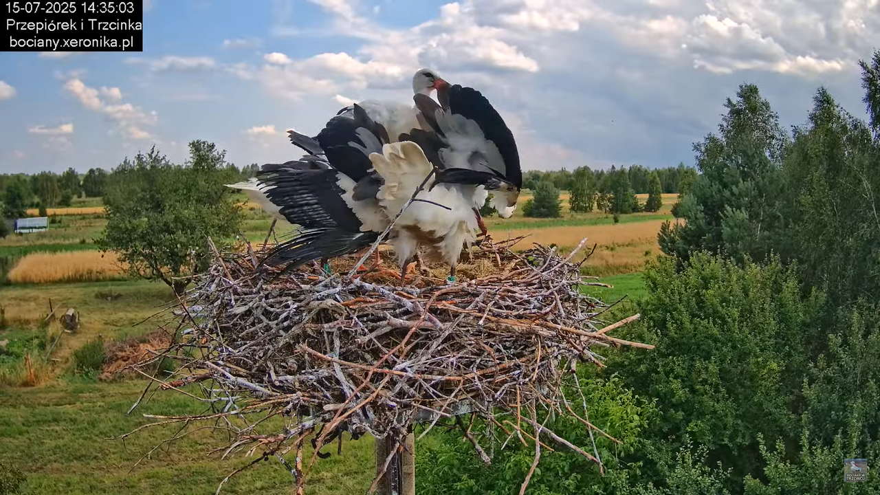 15072025bociany29