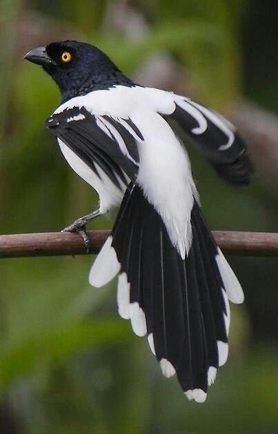 blackwitebird.jpg