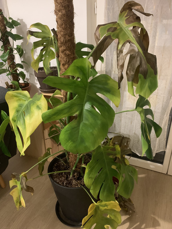 1E89A344-4CCC-4EBA-8D39-28897C2B5FA2