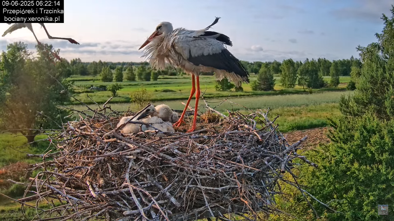 09062025bociany16