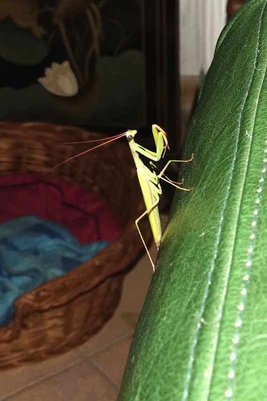 [Image: Mante-religieuse-Mantis-religiosa-2.jpg]