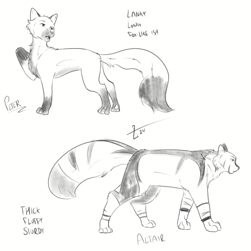 Feline-sketches.png