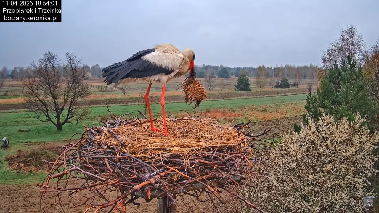 11042025bociany16