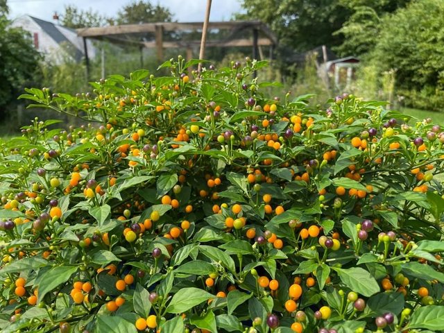 [Image: 5464-E28-A-8738-4805-ADAA-A7-FC4-D833894.jpg]