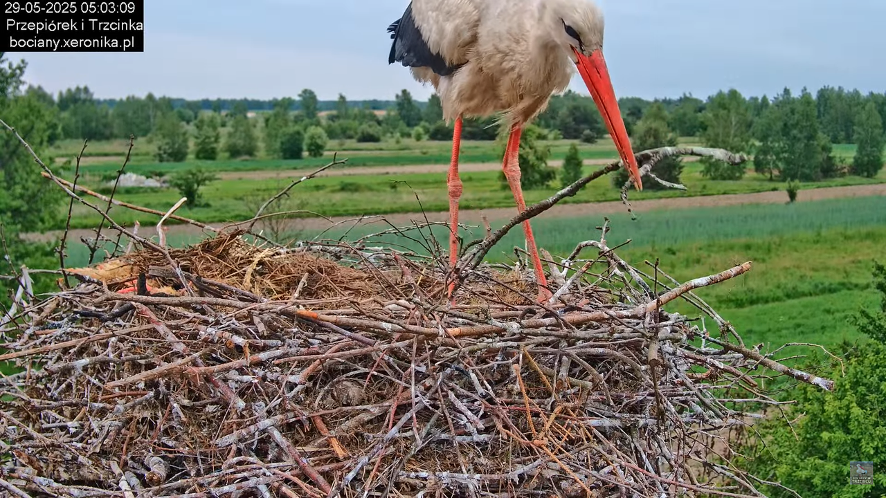 29052025bociany3