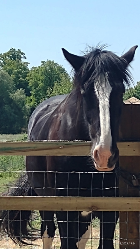 Obrazek