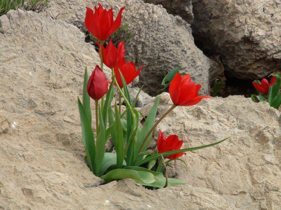 rocks 2lips