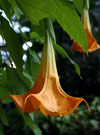 Brugmansia-(detail).jpg