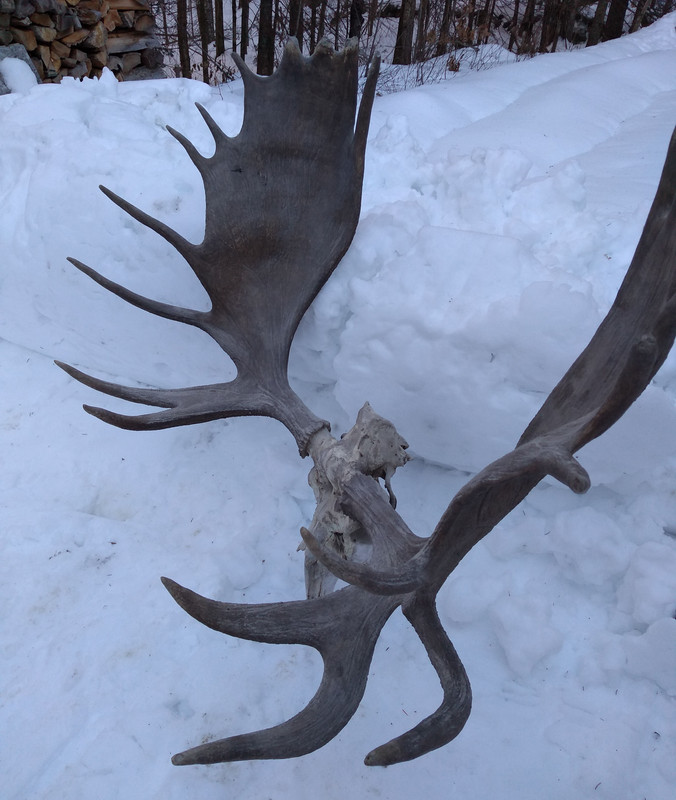 Moose Antlers Value Forum