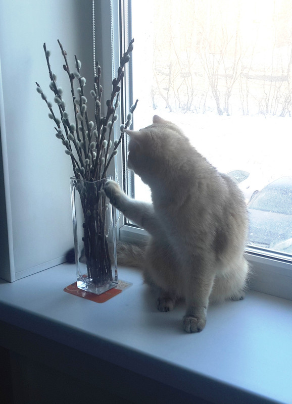 Освящённые, говоришь