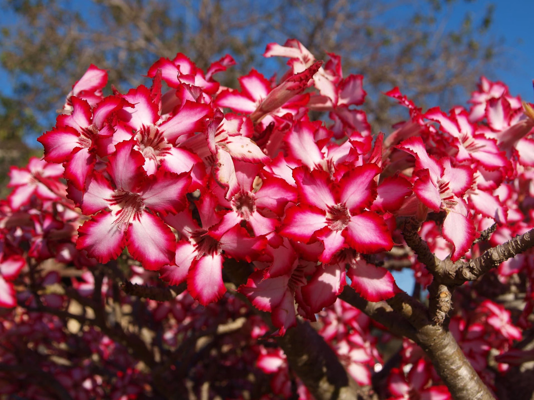 adenium-multiflorum