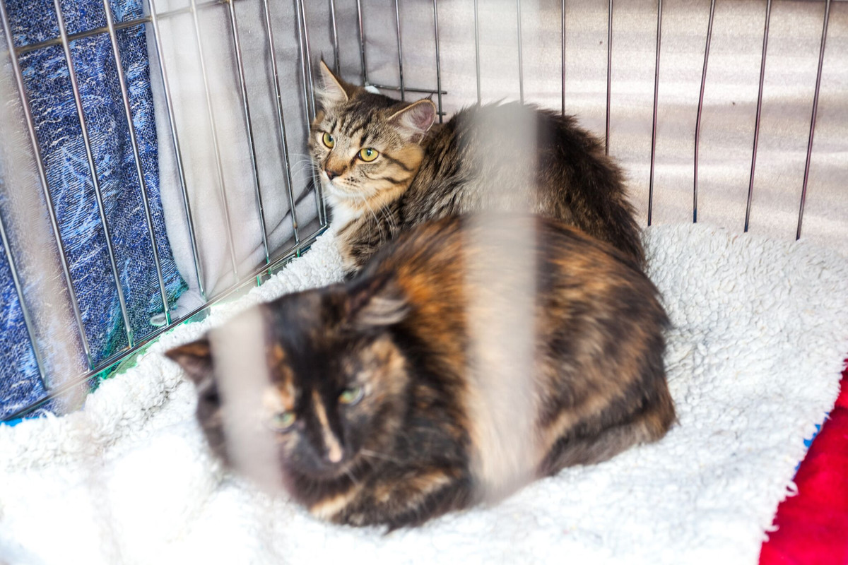 C3AFA51C-FF41-4346-B458-6DCBC3DC2818