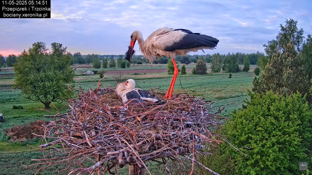 11052025bociany8