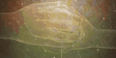 tumblr-n32mgz8s5v1rnbafjo1-400.gif