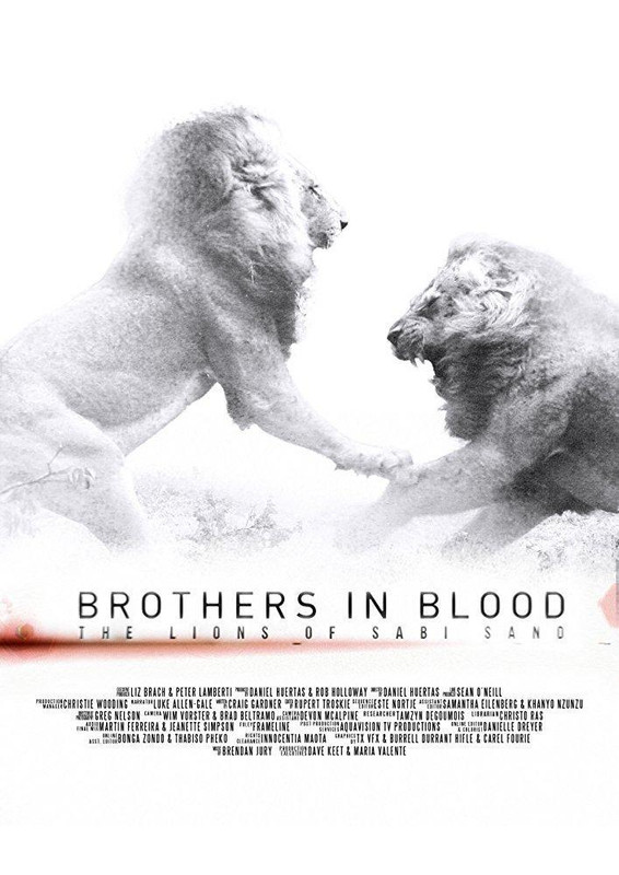 brothers in blood the lions of sabi sand 802300347 large - El rey de la manada (2015) VOSE