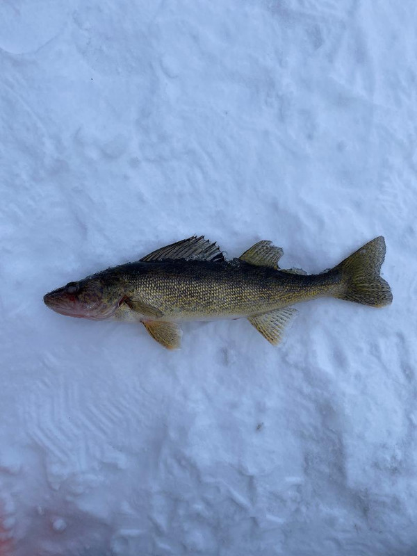 walleye