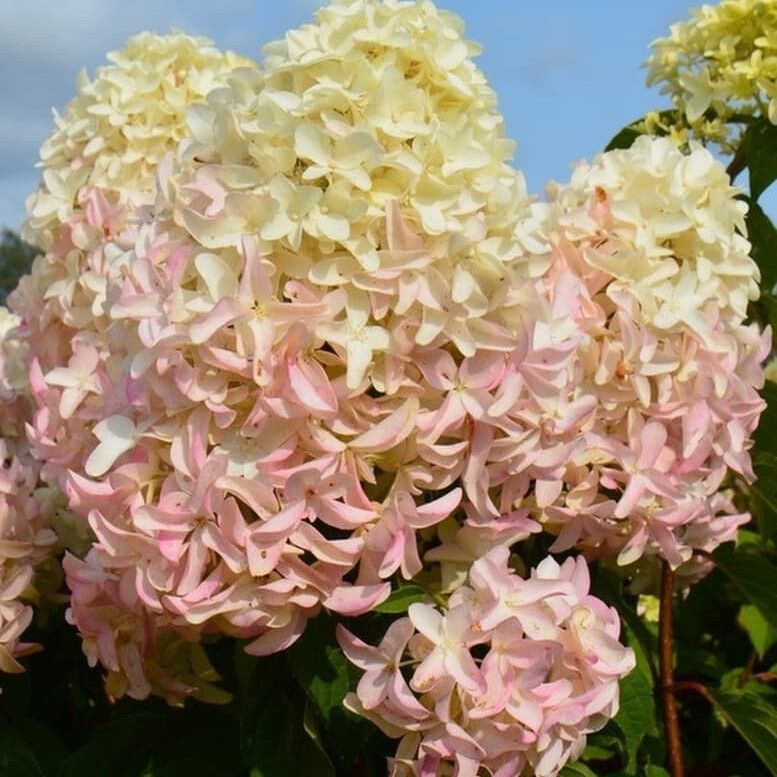 wn9z0plrbq60usrmtgo9gjffy8vd52ns