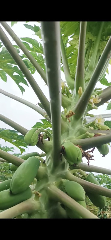 Fruto carpeloide e baixo índice de floração viável