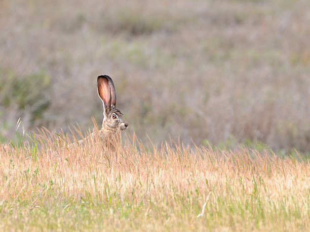 Jack Rabbit