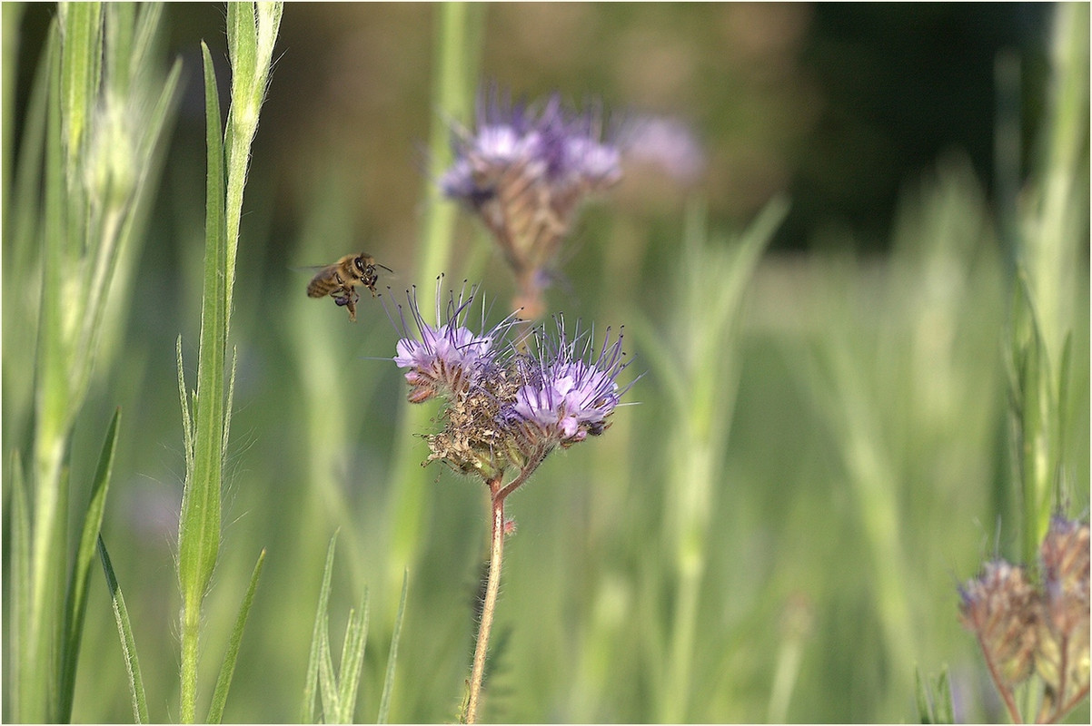 Dans son environnement  MG-6718-issu-de-raw-1250