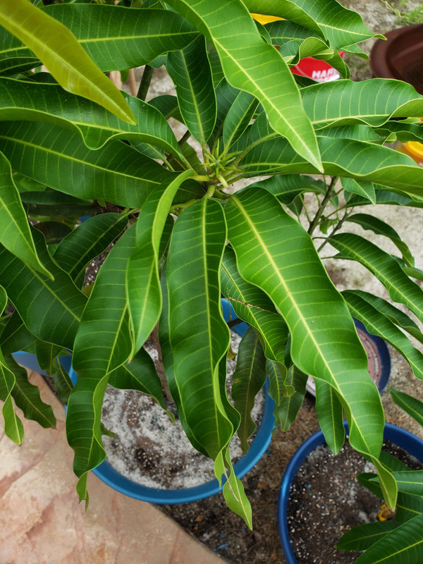 leaf curl 2