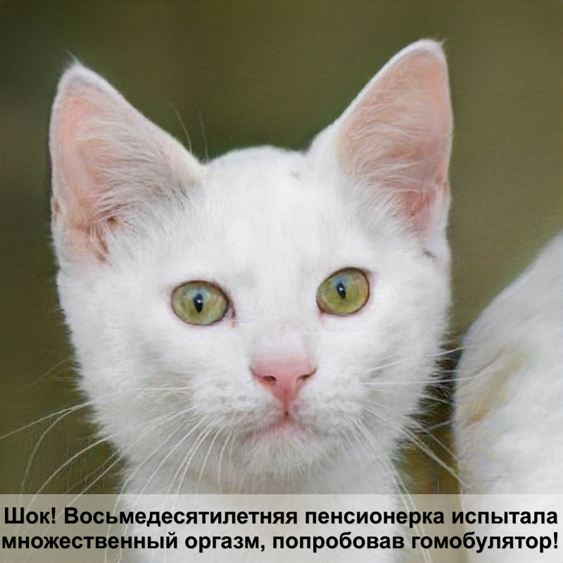 у кошки лысеет живот