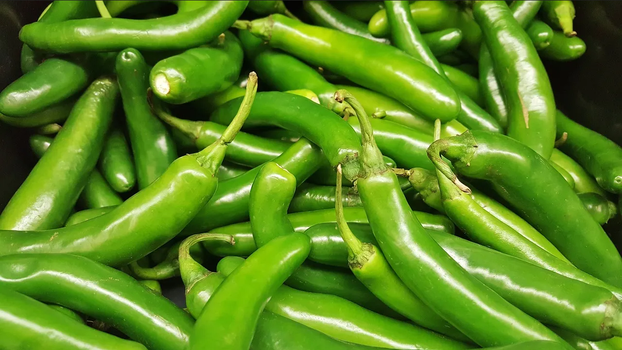 Aplica estos pasos para cultivar chile serrano en una maceta y en tu huerto
