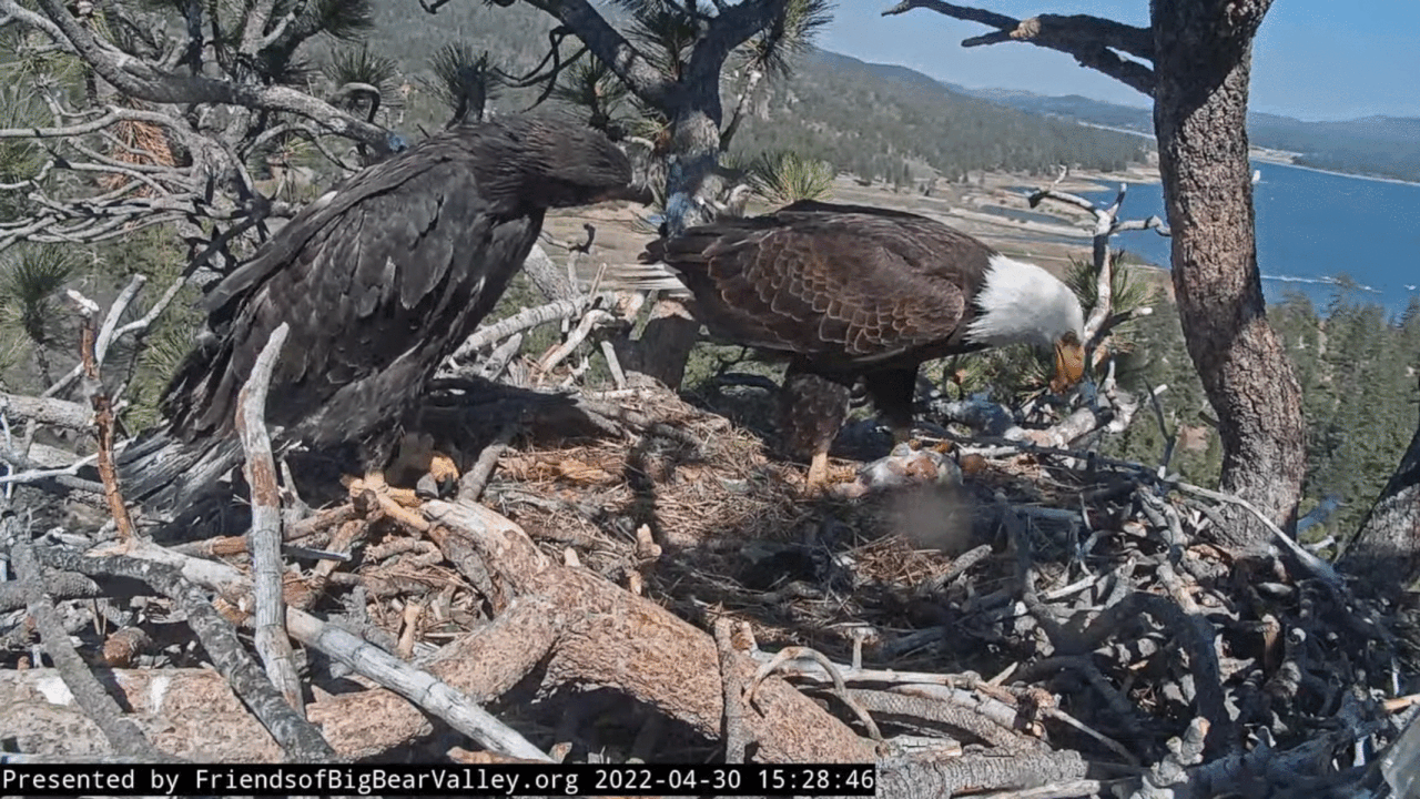 Webp.net-gifmaker (5)