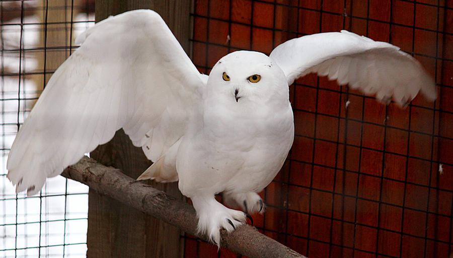 owl-stock-14-snowy-by-hotnstock-d4ttvzd-fullview.jpg